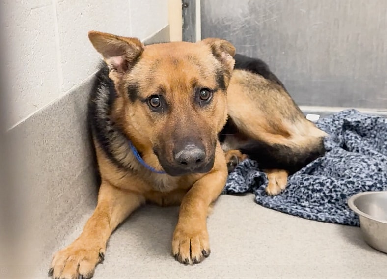 Sitting with dogs: Bruno